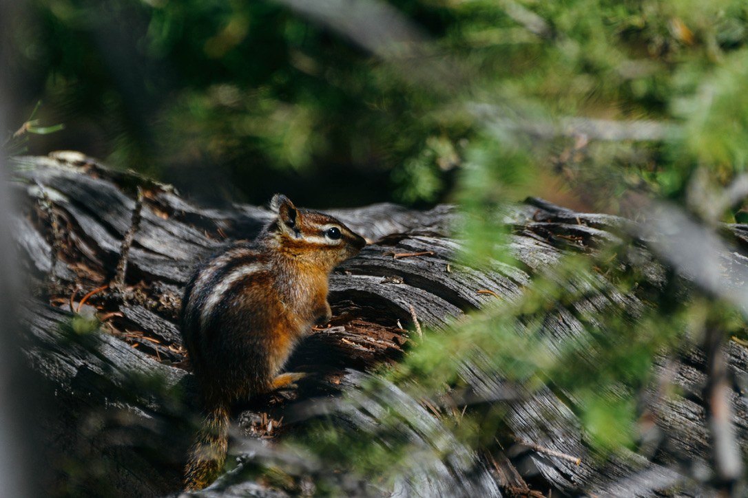 Chipmunk on a weathered log