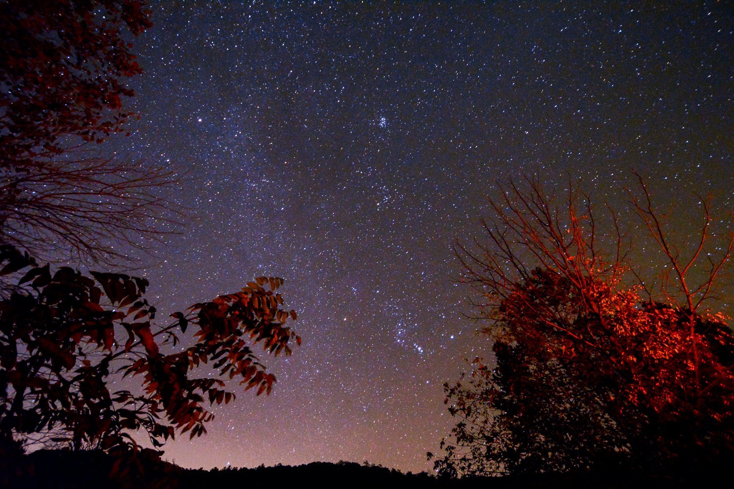 Starry sky framed by trees, the branches on the right lit orange by a campfire