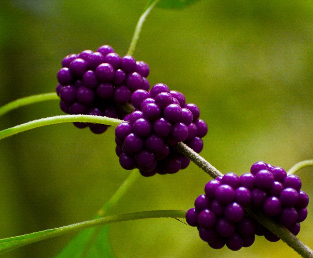 Clusters of glossy purple beautyberries on a green stem