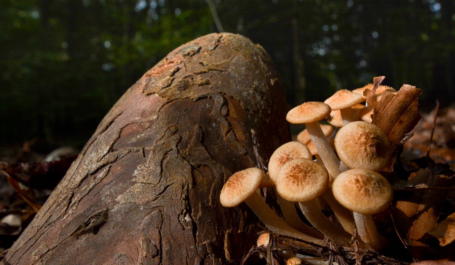 Cluster of tan mushrooms beside a mossy stump in low forest light