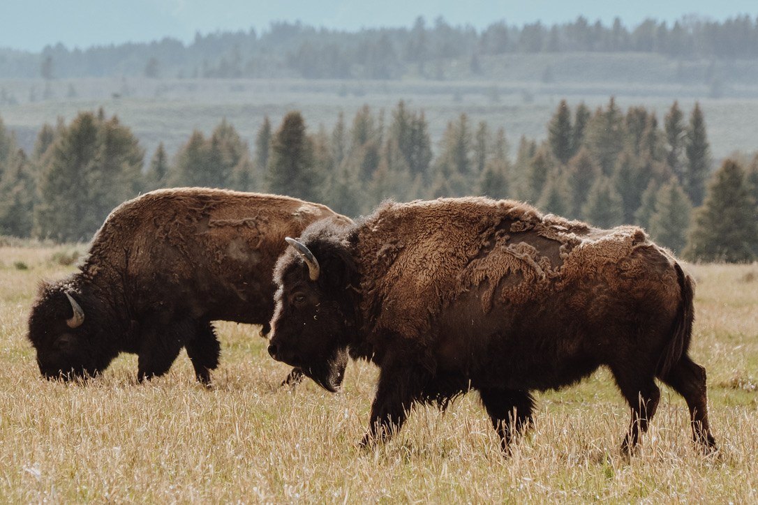 Two bison grazing in golden grass with pines behind