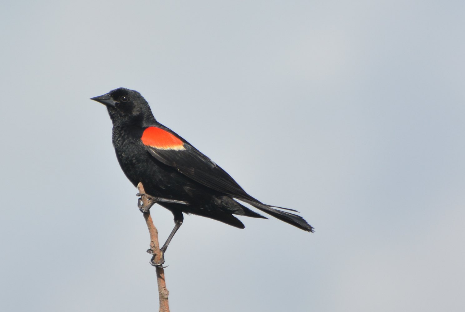 Red-winged blackbird perched on a bare twig against a pale sky